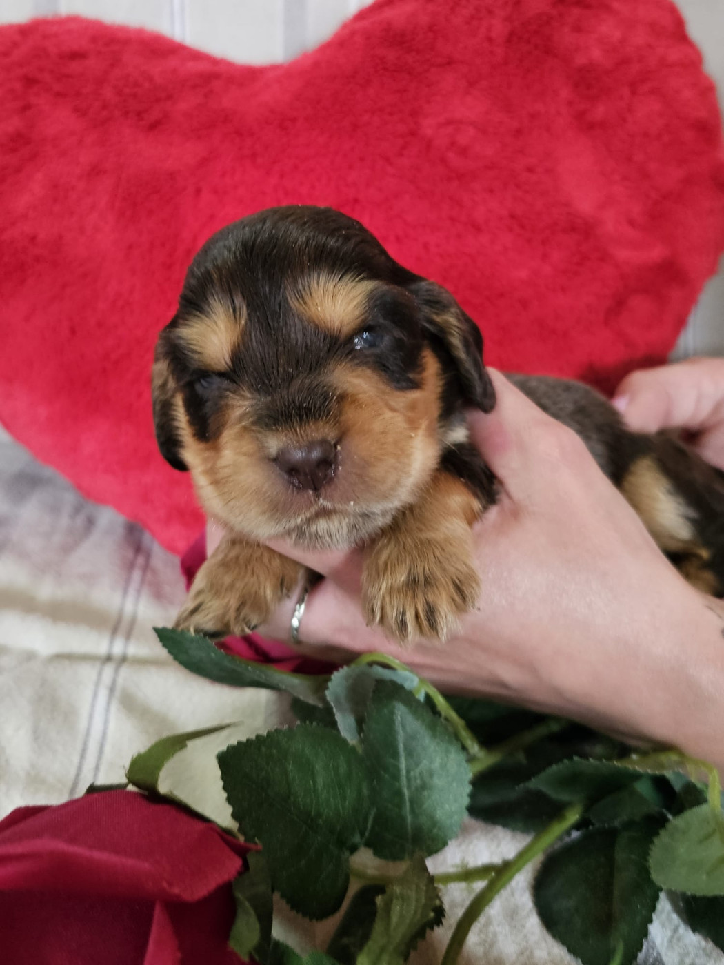 Du Royaume Des Quatre Pattes - Chiots disponibles - Cocker Spaniel Anglais