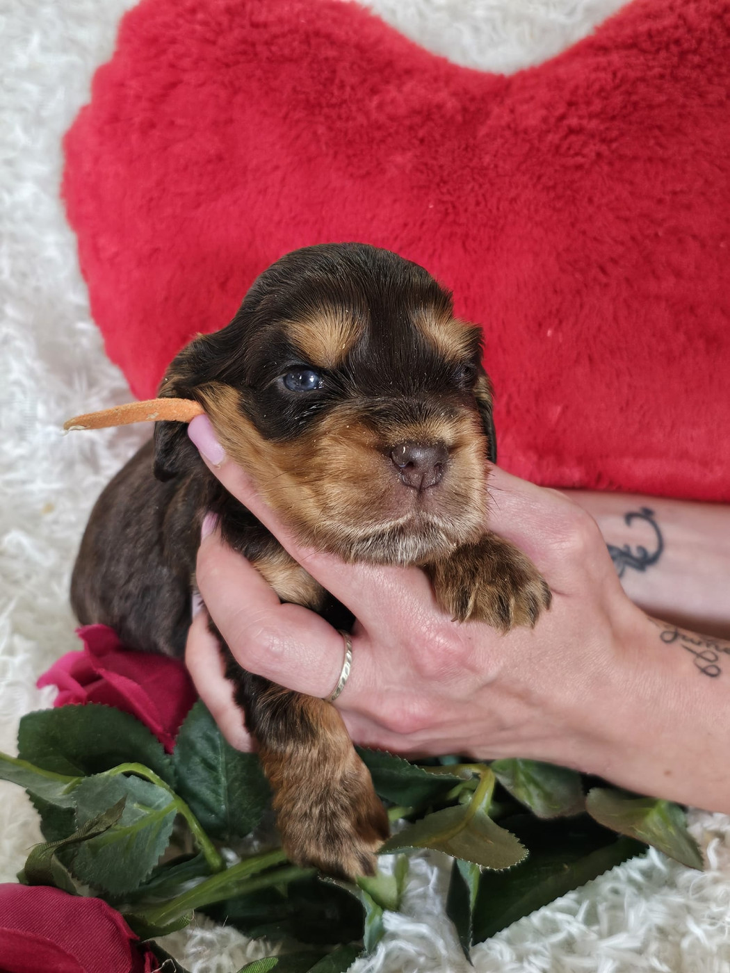 Du Royaume Des Quatre Pattes - Chiots disponibles - Cocker Spaniel Anglais