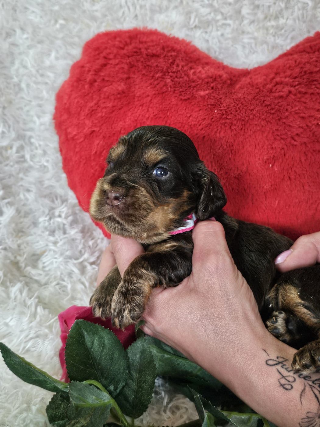 Du Royaume Des Quatre Pattes - Chiots disponibles - Cocker Spaniel Anglais