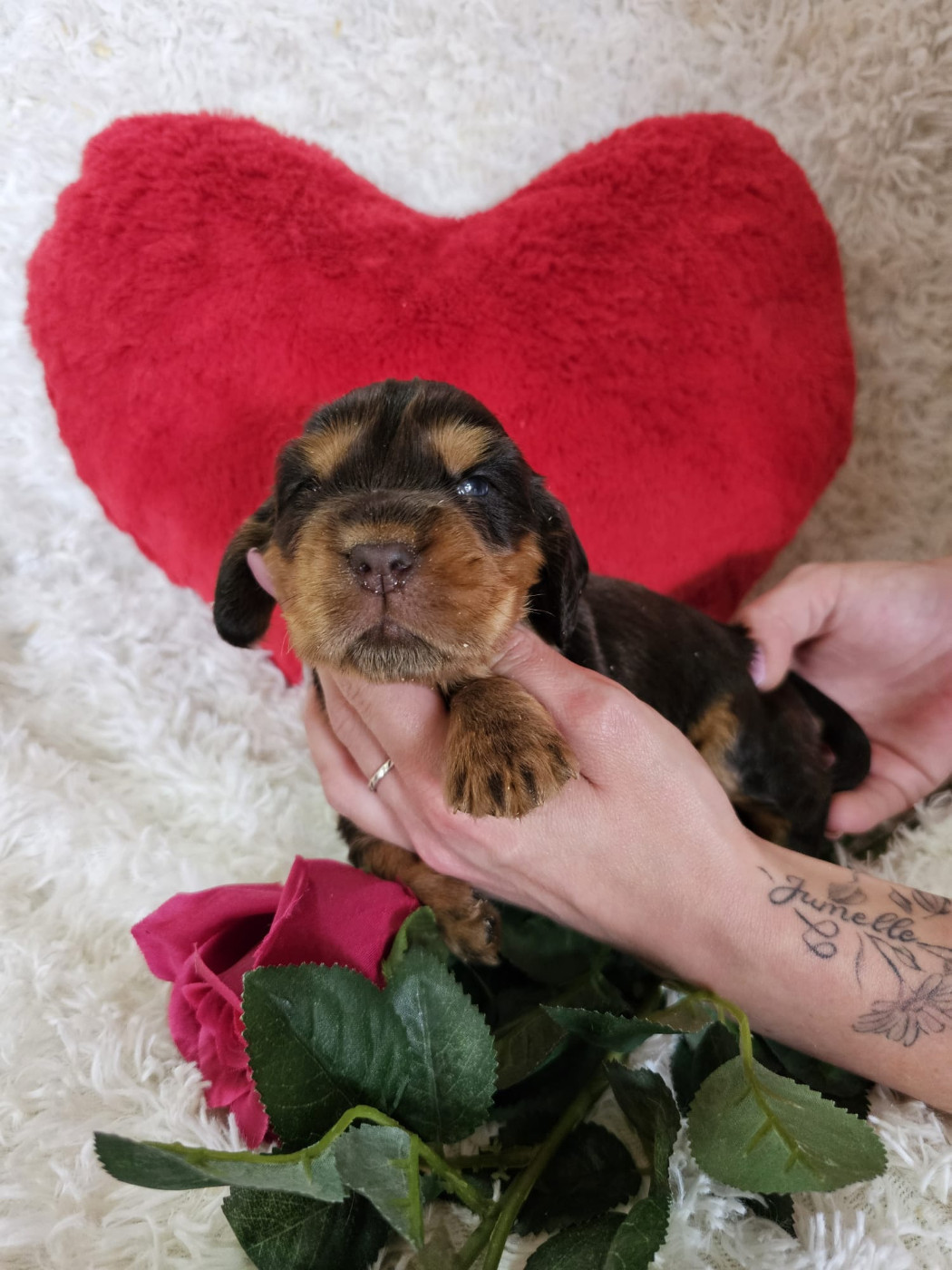 Du Royaume Des Quatre Pattes - Chiots disponibles - Cocker Spaniel Anglais