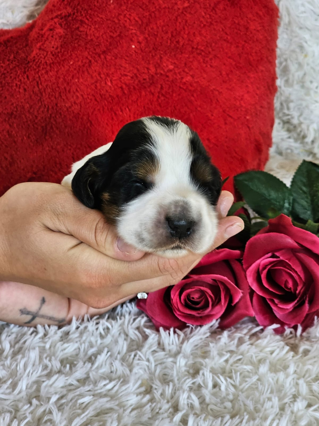Du Royaume Des Quatre Pattes - Chiots disponibles - Cocker Spaniel Anglais