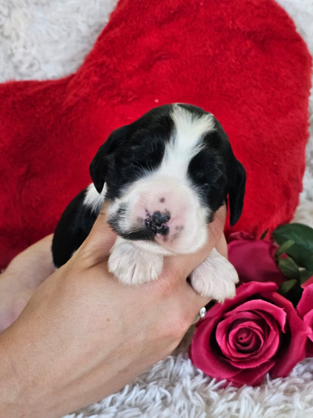 Du Royaume Des Quatre Pattes - Chiots disponibles - Cocker Spaniel Anglais