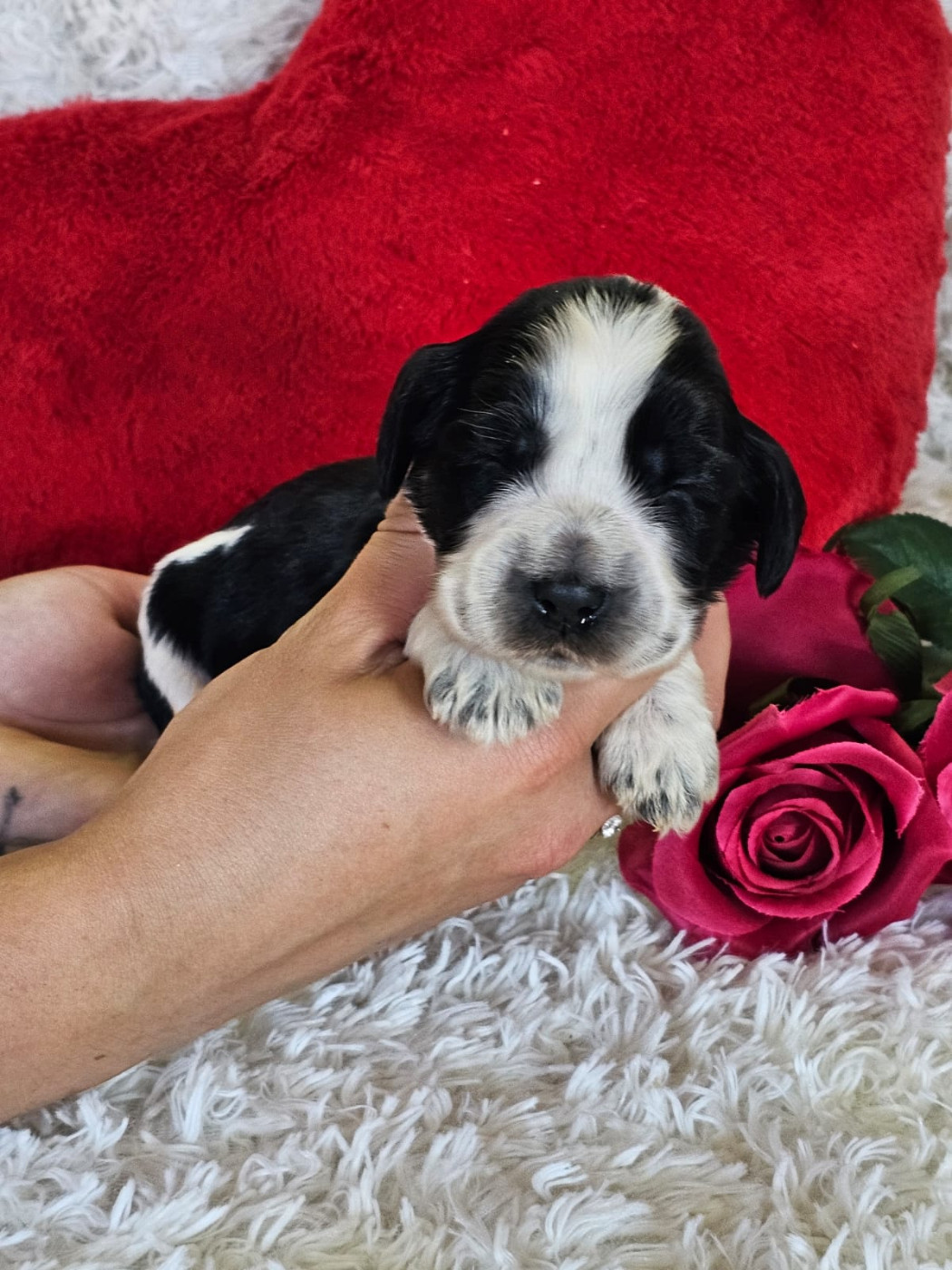 Du Royaume Des Quatre Pattes - Chiots disponibles - Cocker Spaniel Anglais