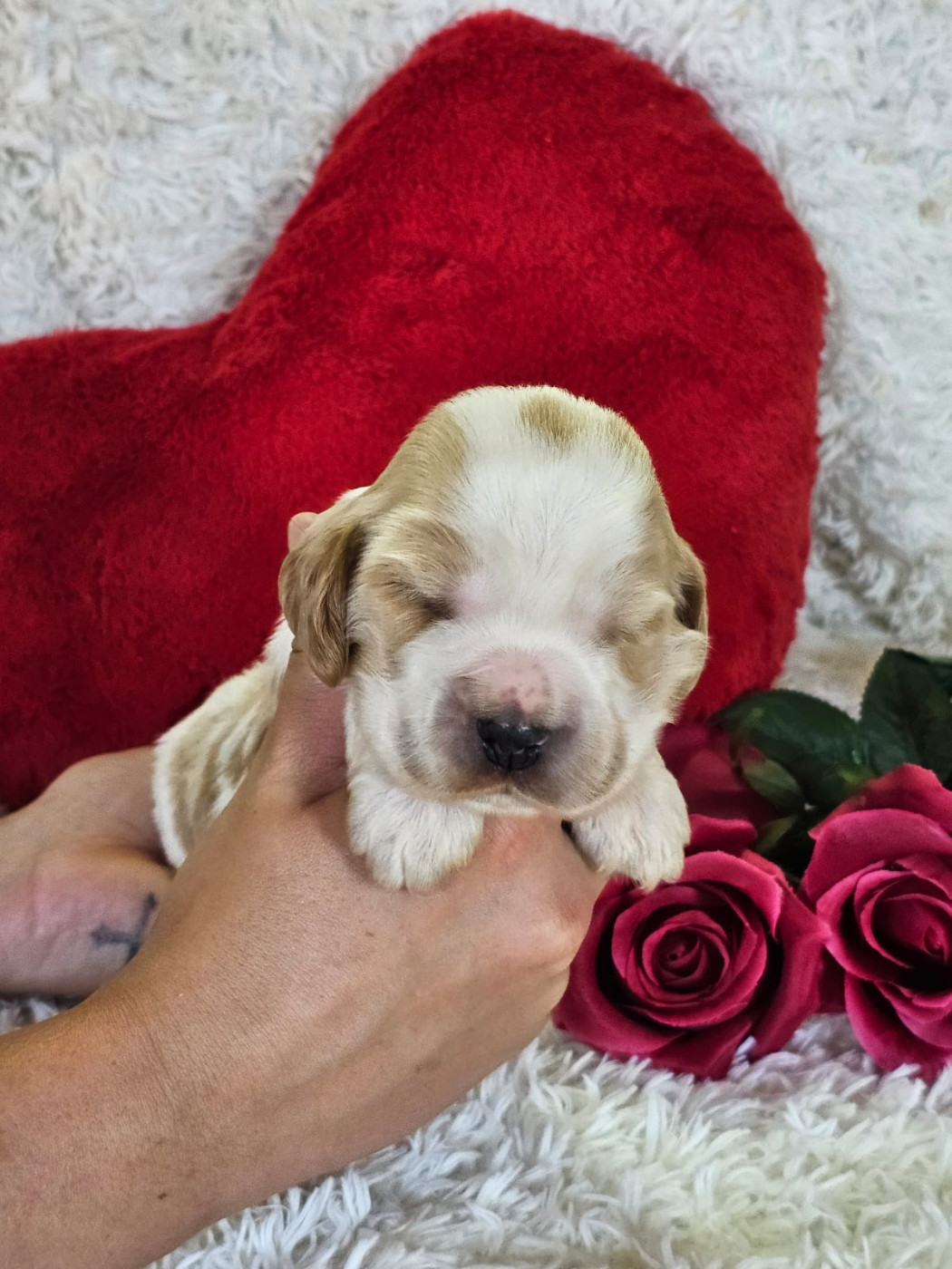 Du Royaume Des Quatre Pattes - Chiots disponibles - Cocker Spaniel Anglais