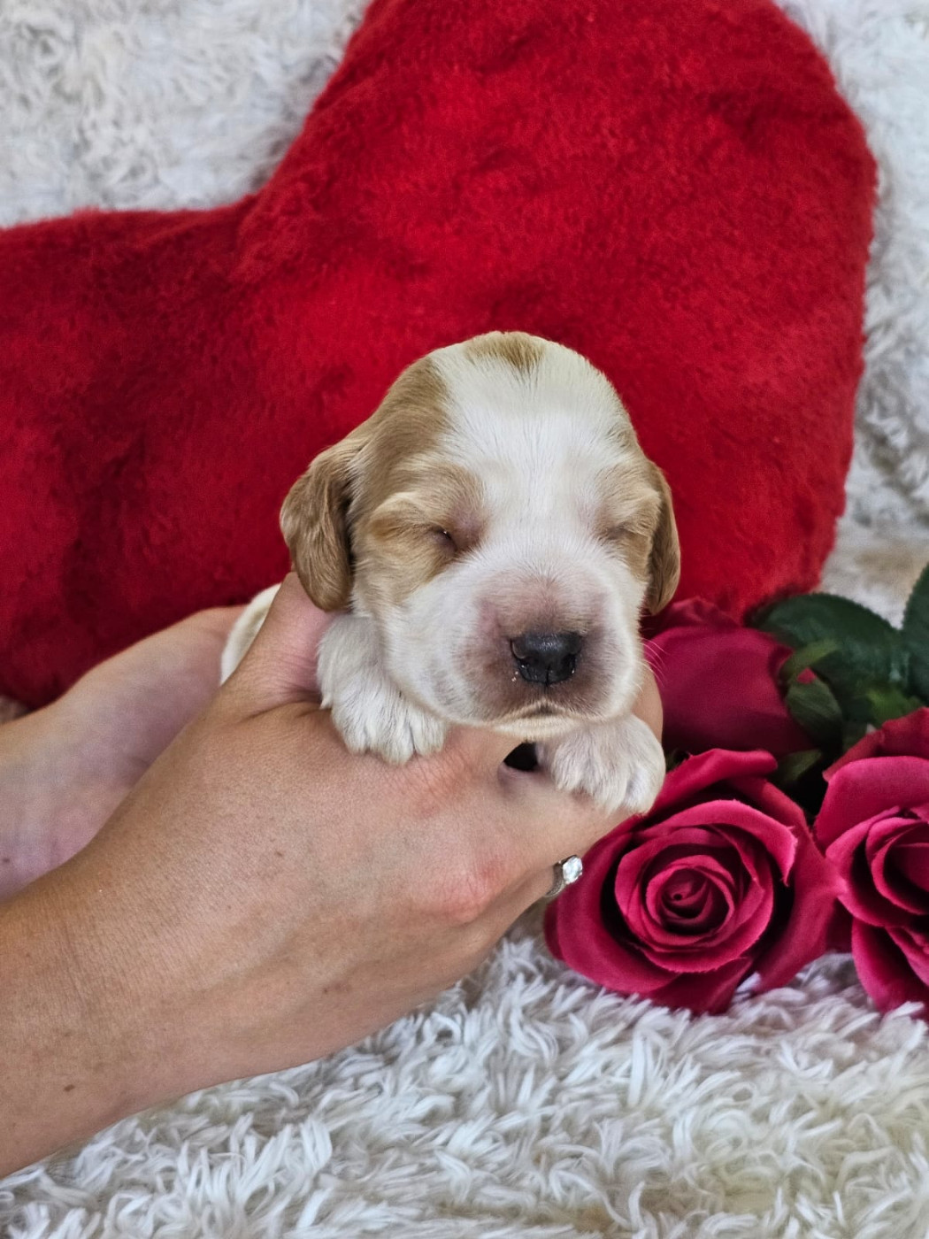 Du Royaume Des Quatre Pattes - Chiots disponibles - Cocker Spaniel Anglais