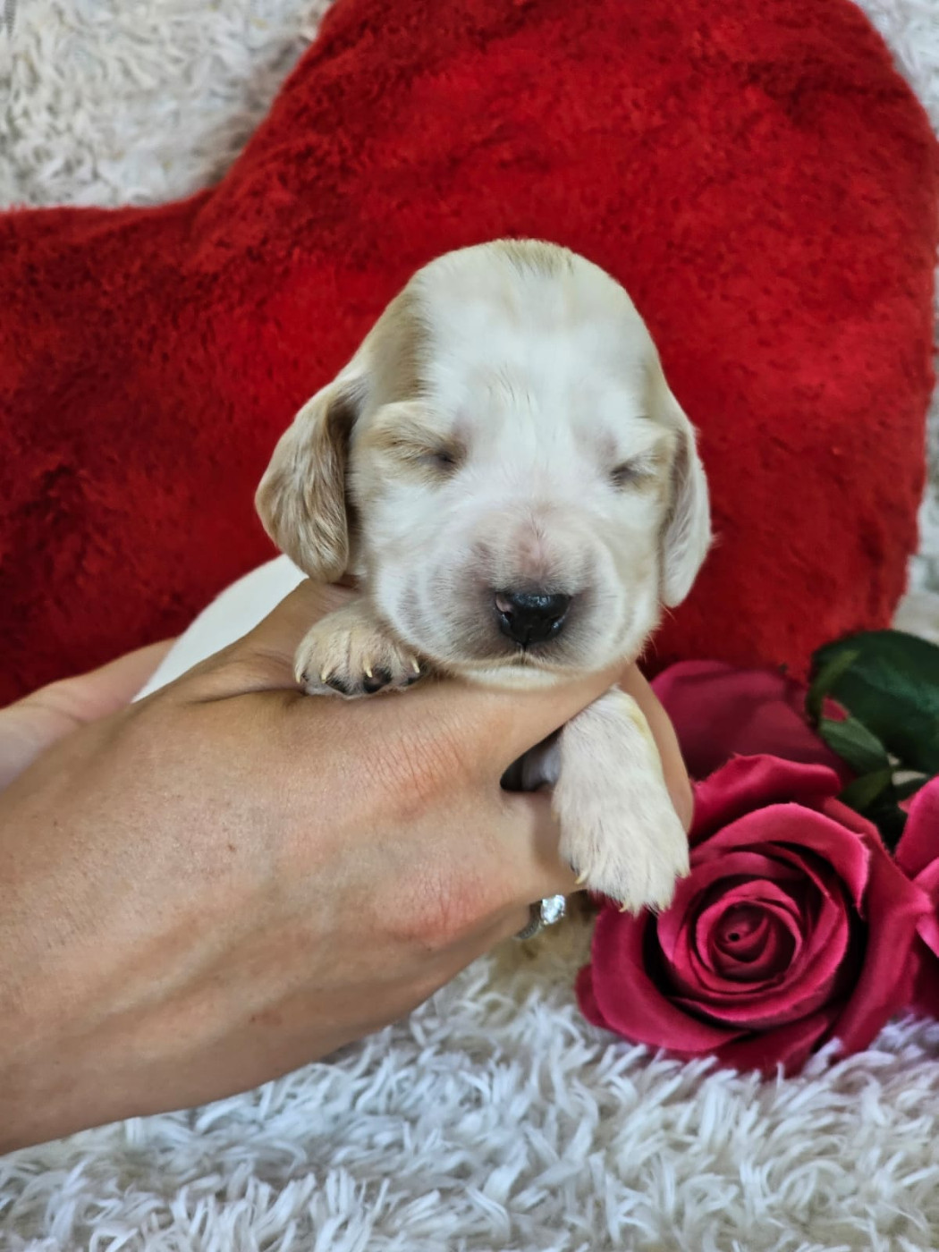 Du Royaume Des Quatre Pattes - Chiots disponibles - Cocker Spaniel Anglais