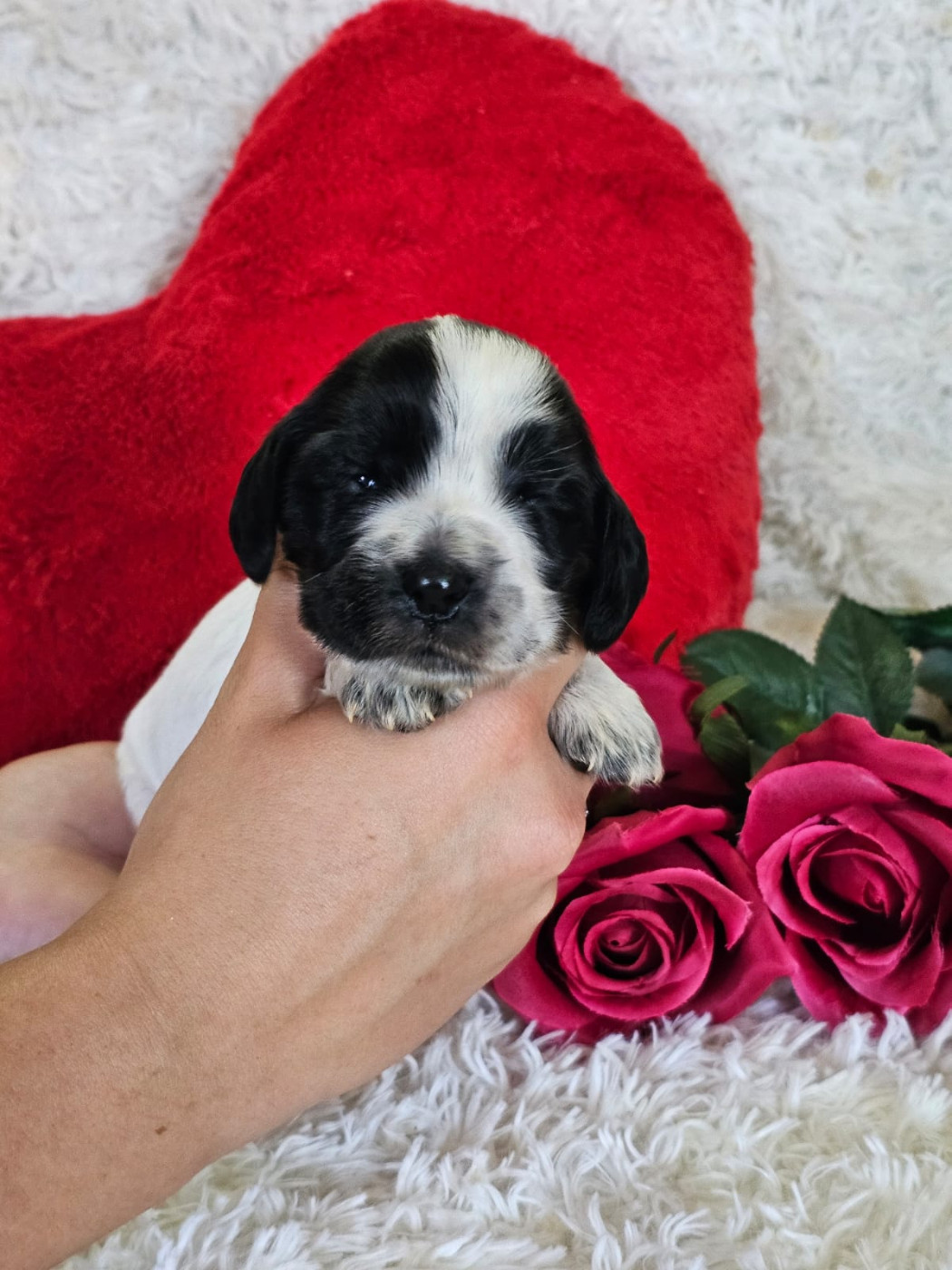 Du Royaume Des Quatre Pattes - Chiots disponibles - Cocker Spaniel Anglais