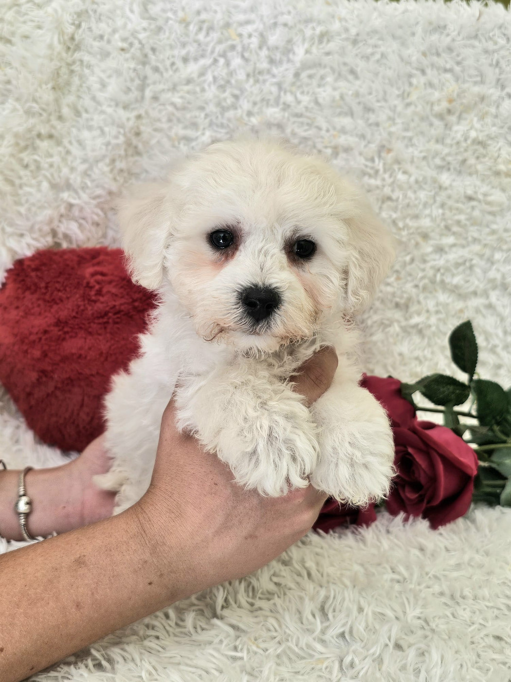 Du Royaume Des Quatre Pattes - Chiots disponibles - Bichon Frise