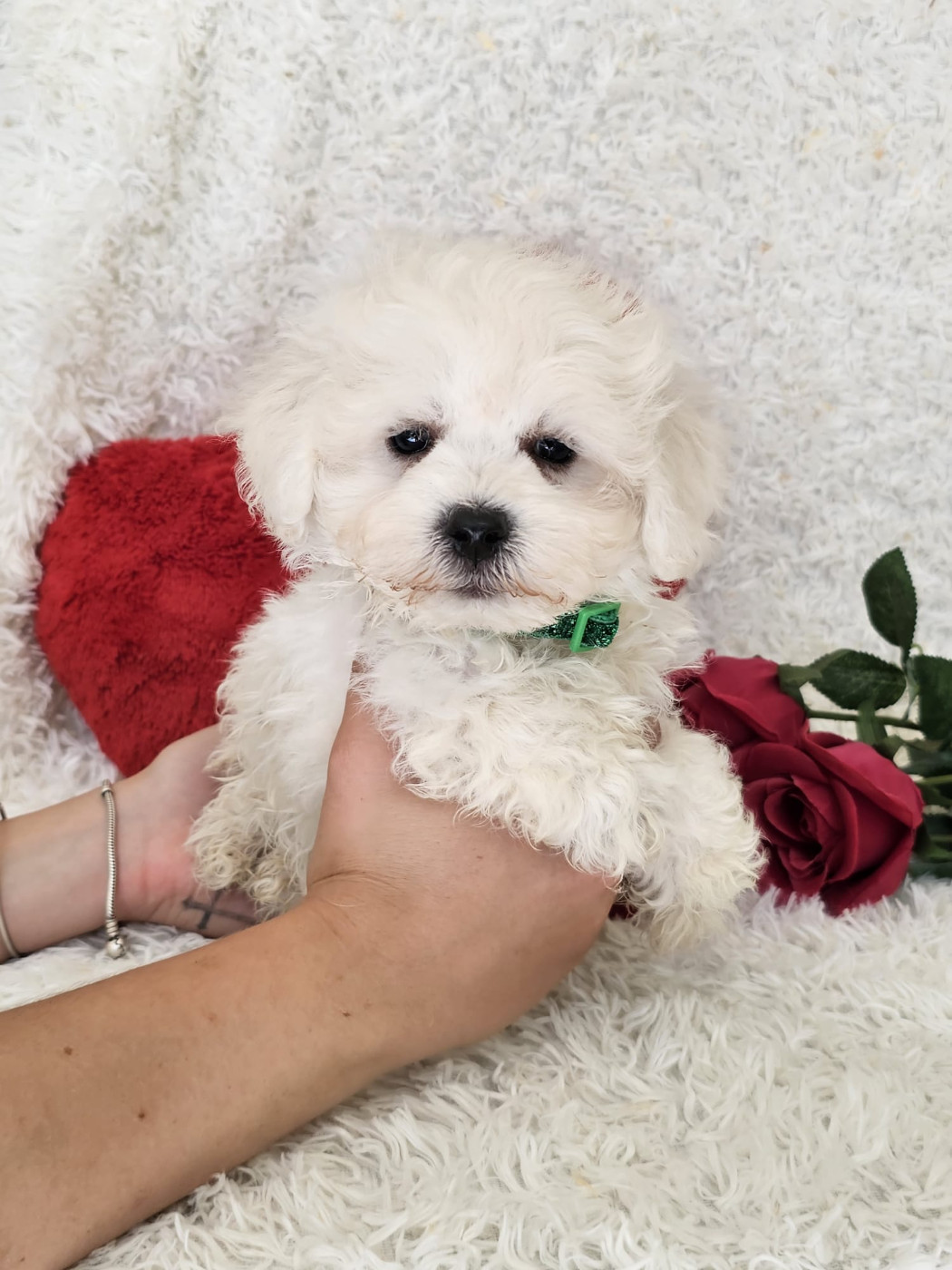 Du Royaume Des Quatre Pattes - Chiots disponibles - Bichon Frise
