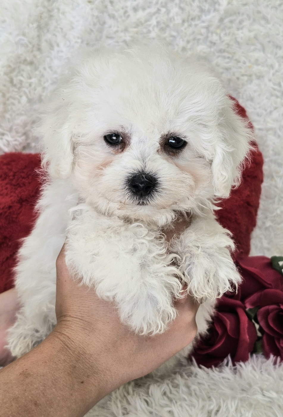 Du Royaume Des Quatre Pattes - Chiots disponibles - Bichon Frise