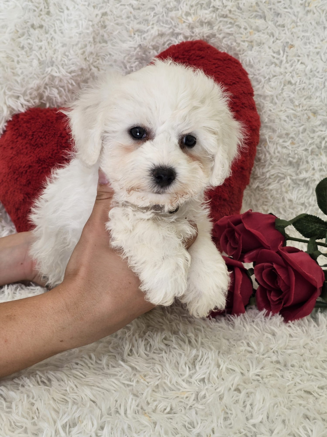 Du Royaume Des Quatre Pattes - Chiots disponibles - Bichon Frise