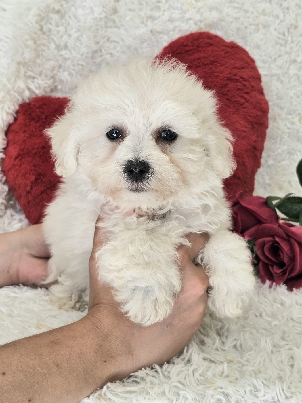 Du Royaume Des Quatre Pattes - Chiots disponibles - Bichon Frise