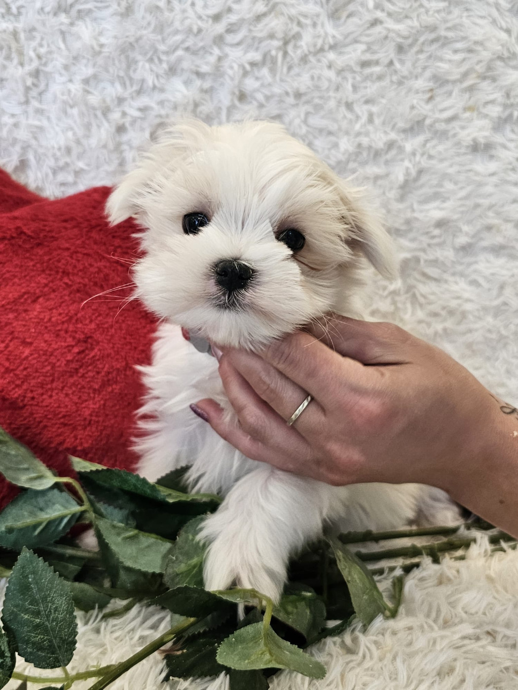 Du Royaume Des Quatre Pattes - Chiots disponibles - Bichon maltais