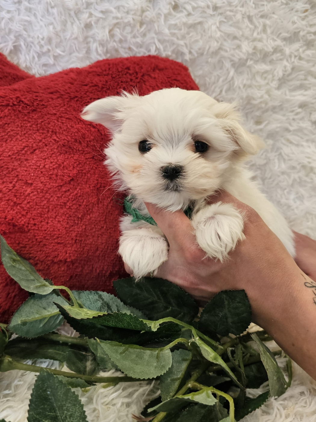 Du Royaume Des Quatre Pattes - Chiots disponibles - Bichon maltais