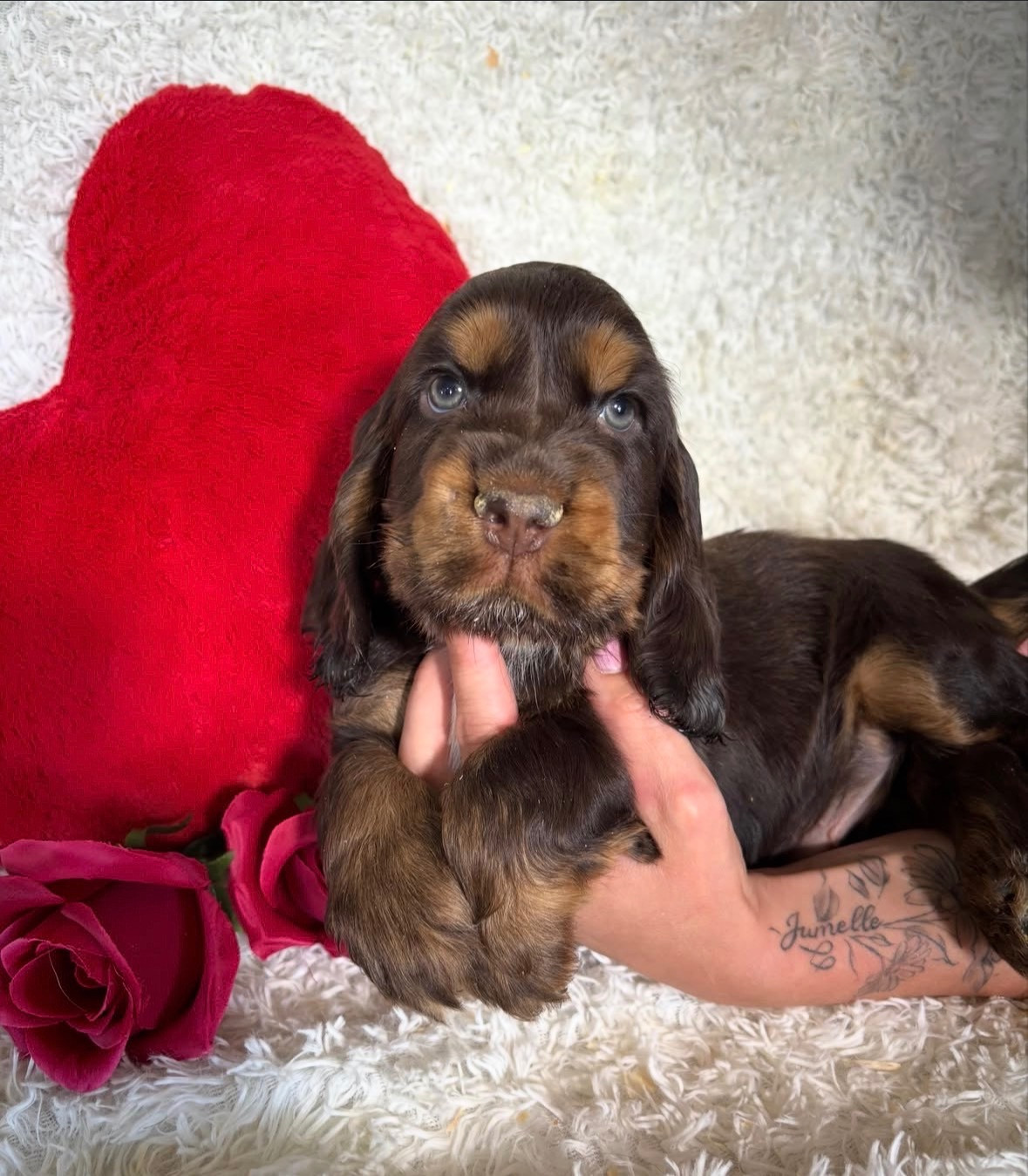 Du Royaume Des Quatre Pattes - Chiots disponibles - Cocker Spaniel Anglais