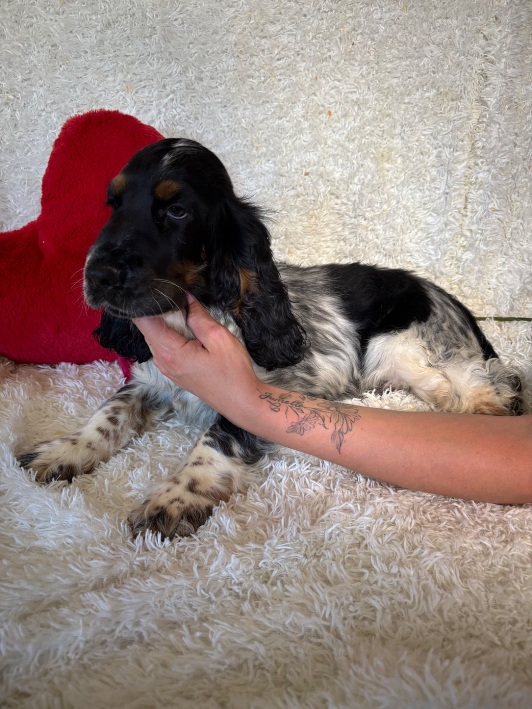 Du Royaume Des Quatre Pattes - Chiots disponibles - Cocker Spaniel Anglais