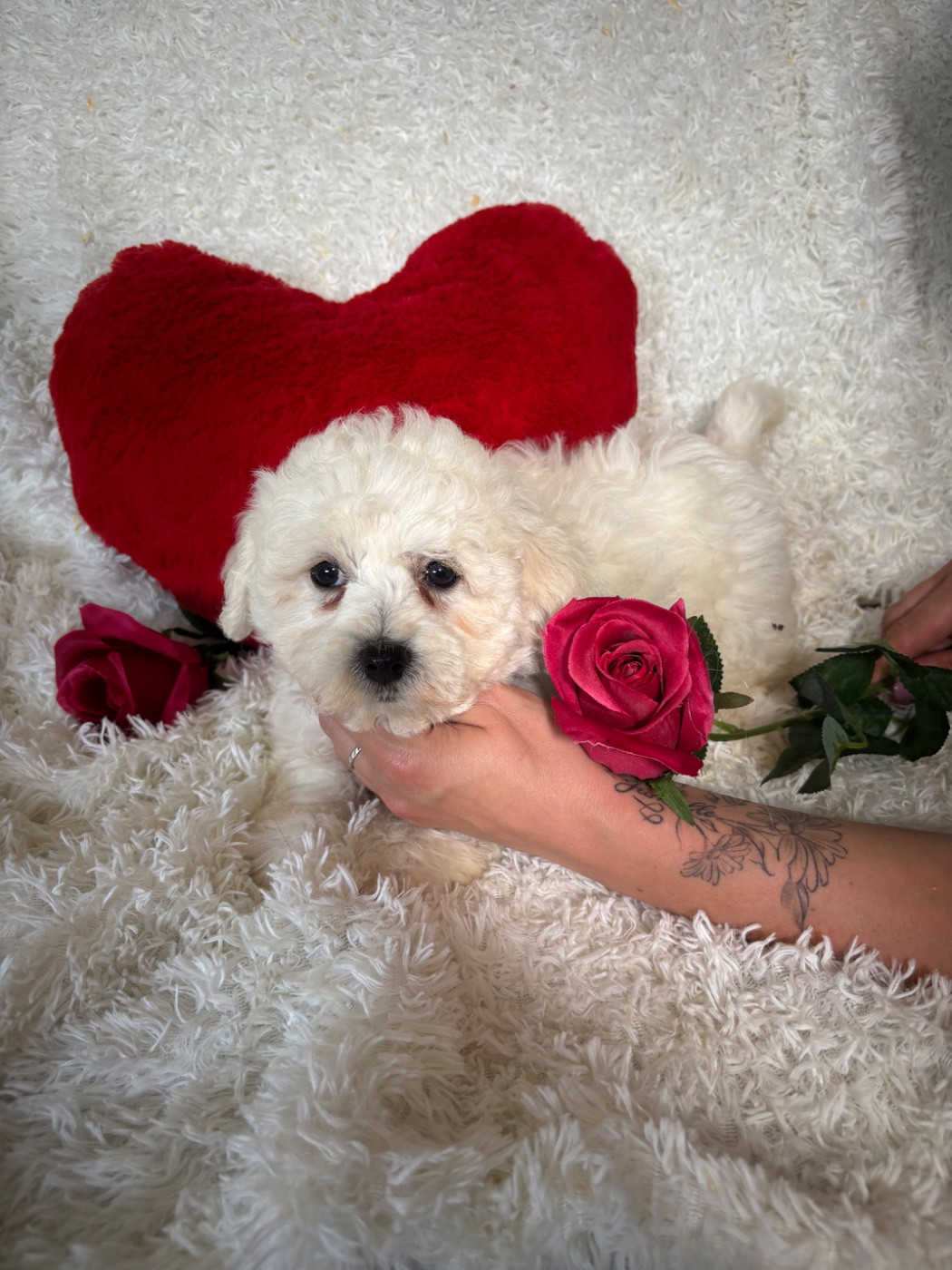Du Royaume Des Quatre Pattes - Chiots disponibles - Bichon Frise