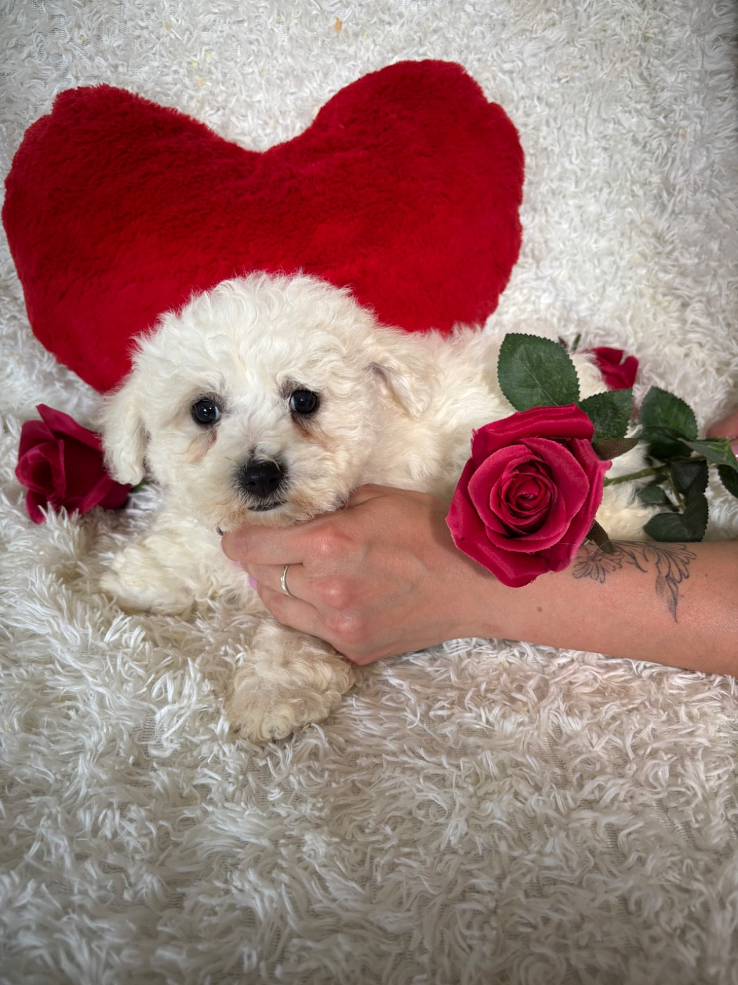 Du Royaume Des Quatre Pattes - Chiots disponibles - Bichon Frise