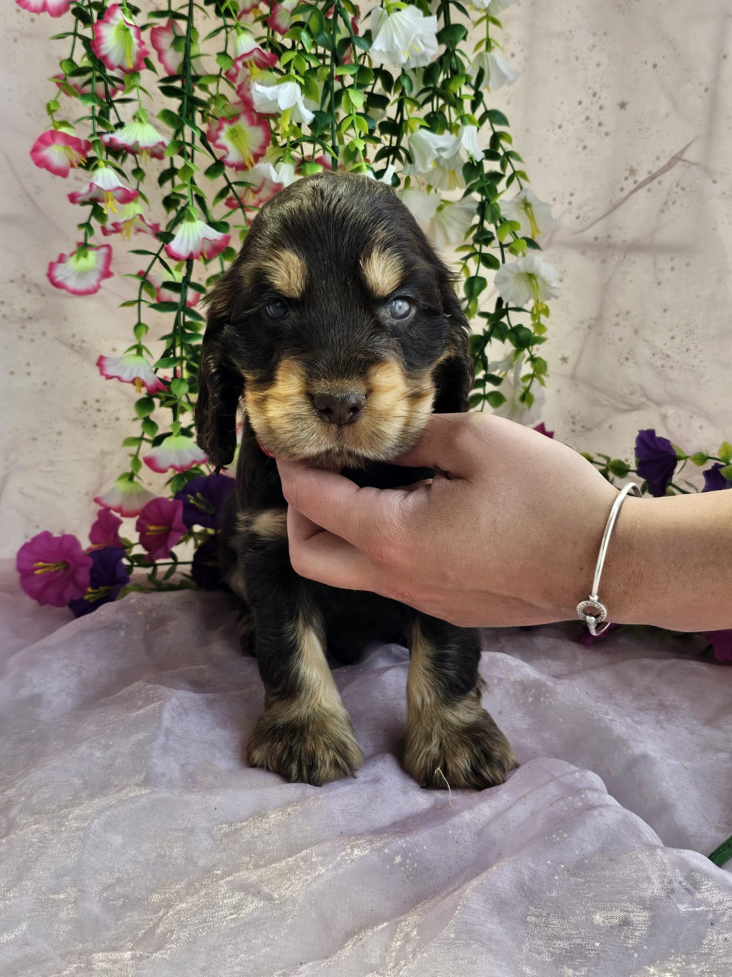 Du Royaume Des Quatre Pattes - Chiots disponibles - Cocker Spaniel Anglais