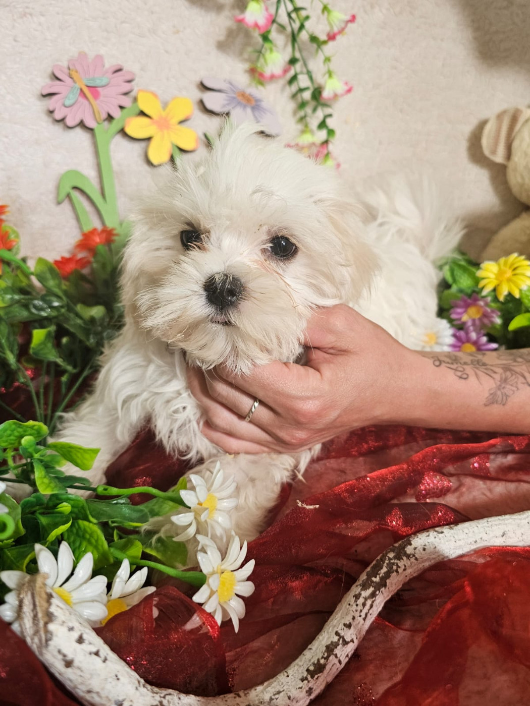 Du Royaume Des Quatre Pattes - Chiots disponibles - Bichon maltais