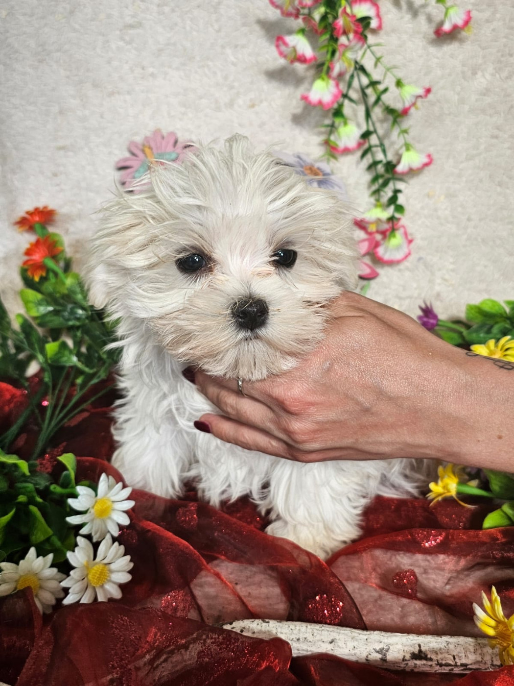 Du Royaume Des Quatre Pattes - Chiots disponibles - Bichon maltais