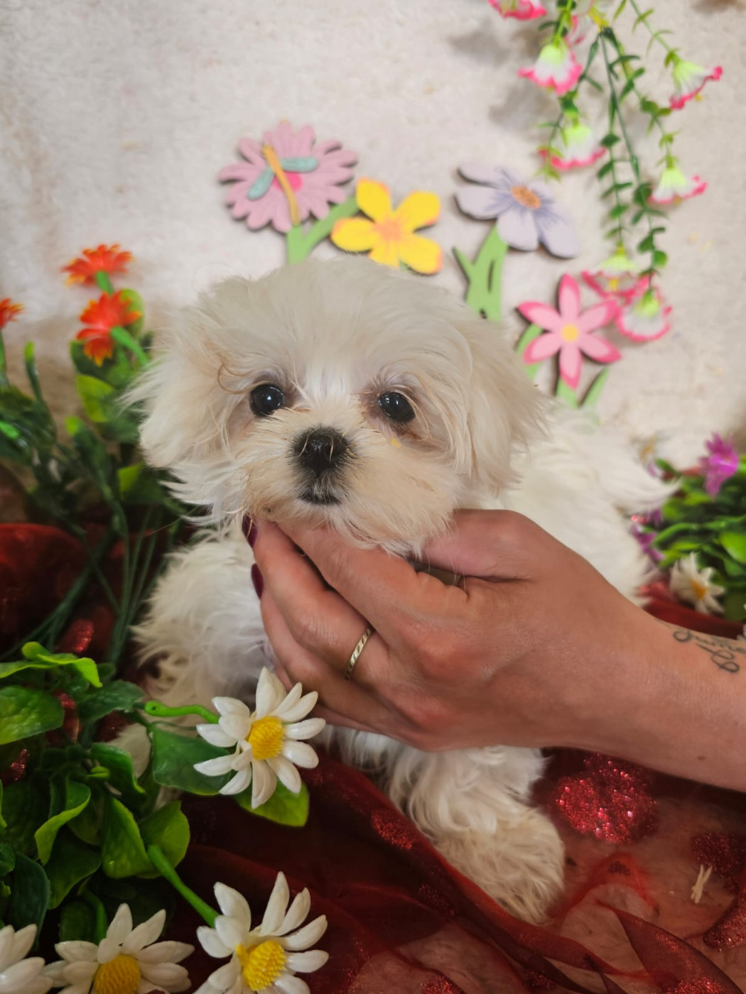 Du Royaume Des Quatre Pattes - Chiots disponibles - Bichon maltais