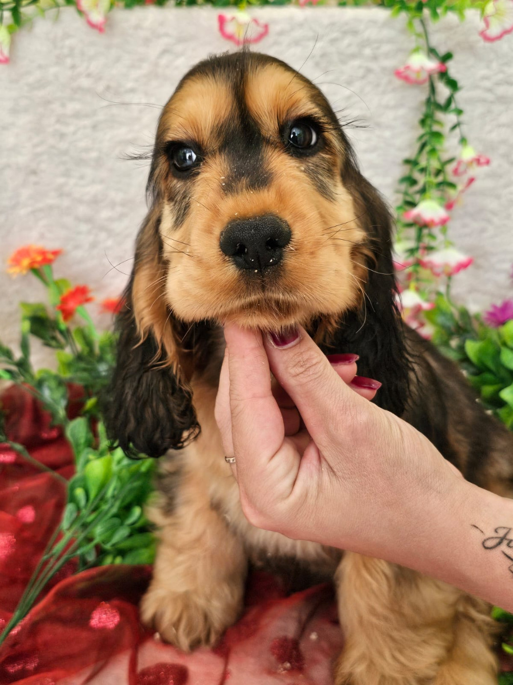Du Royaume Des Quatre Pattes - Chiots disponibles - Cocker Spaniel Anglais