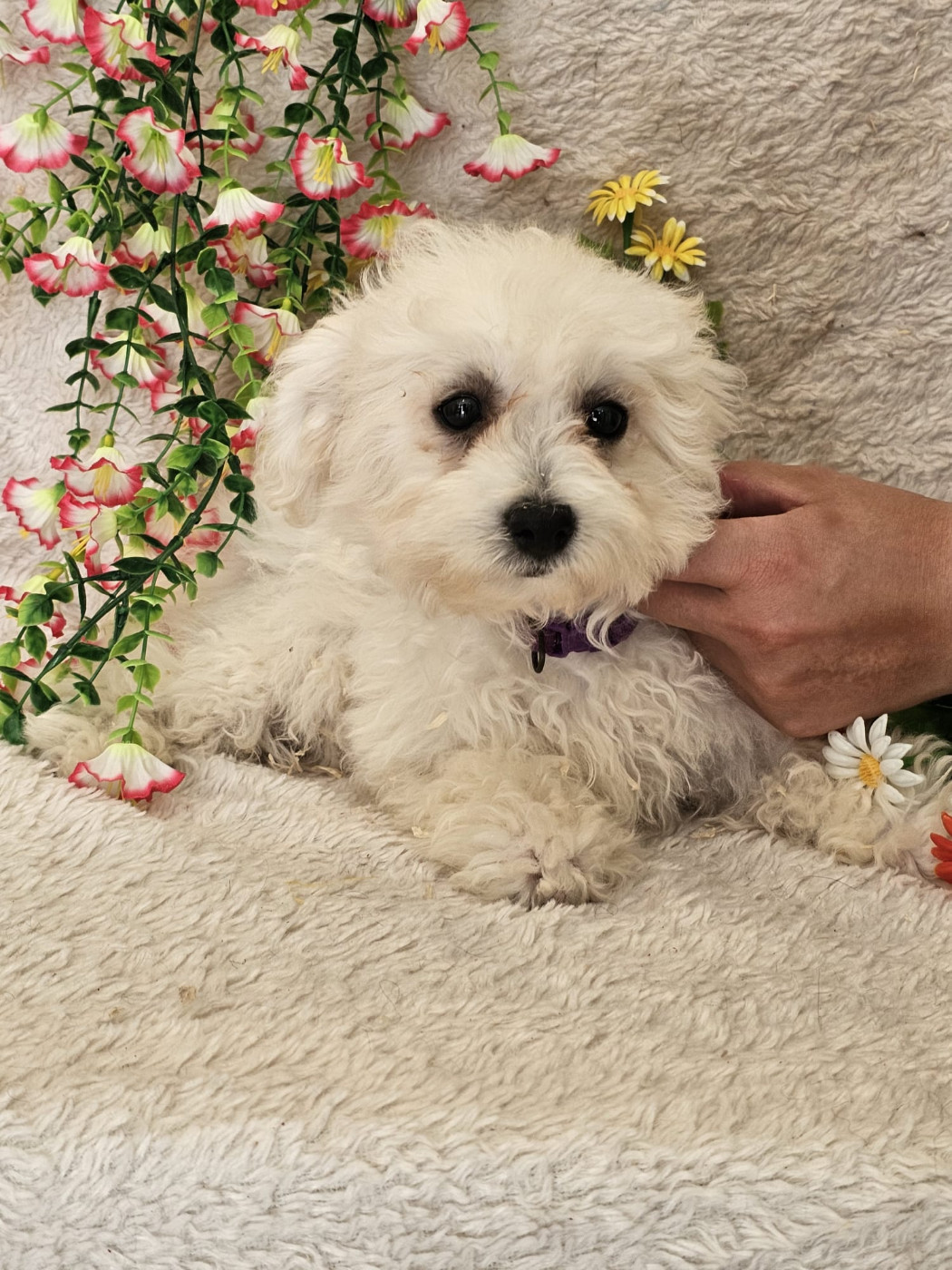 Du Royaume Des Quatre Pattes - Chiots disponibles - Bichon Frise