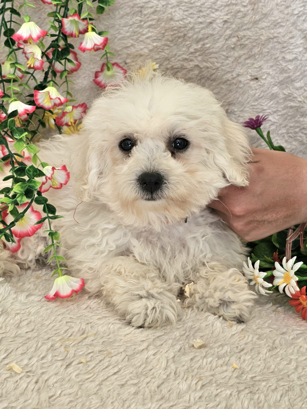 Du Royaume Des Quatre Pattes - Bichon Frise - Portée née le 14/03/2026