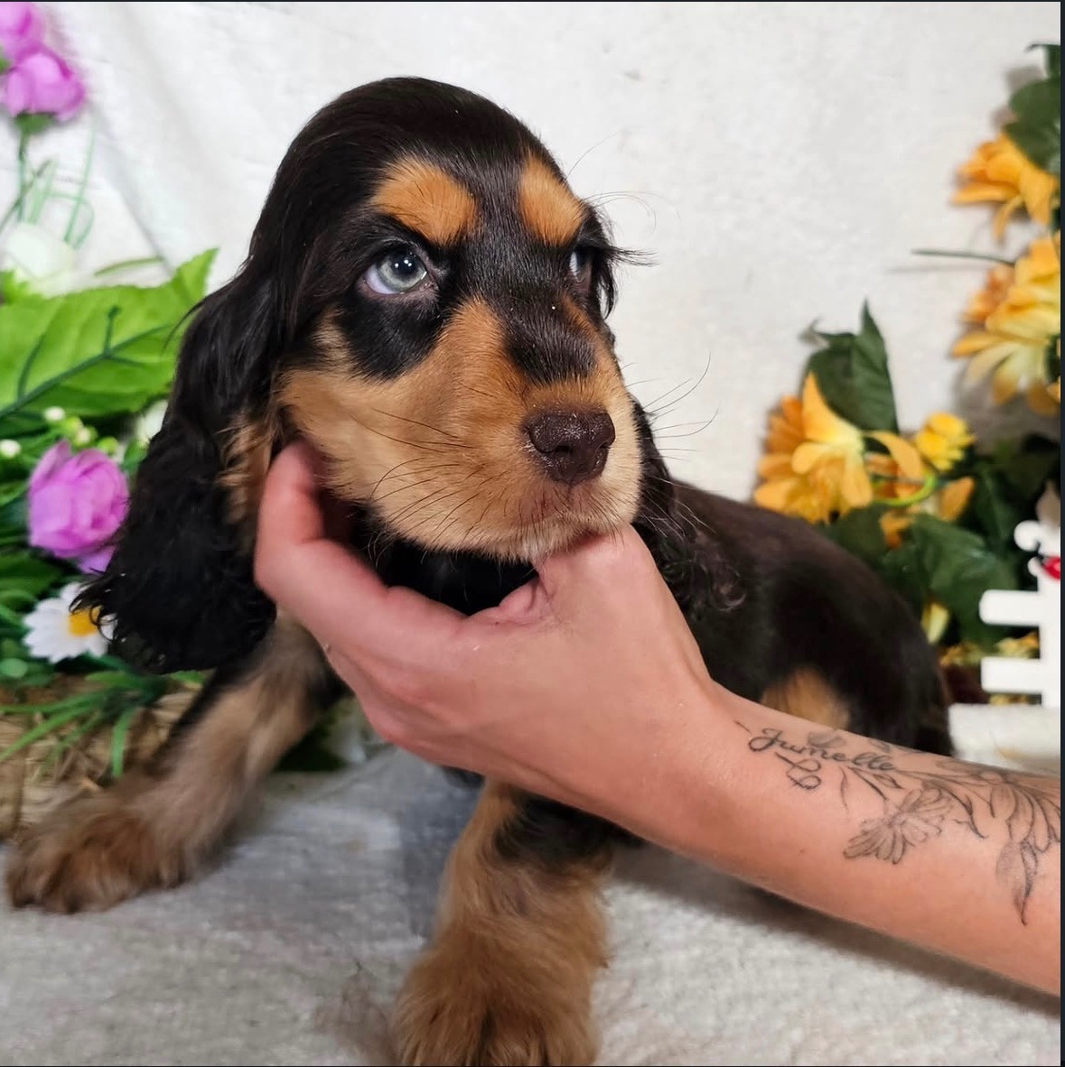 Du Royaume Des Quatre Pattes - Chiots disponibles - Cocker Spaniel Anglais