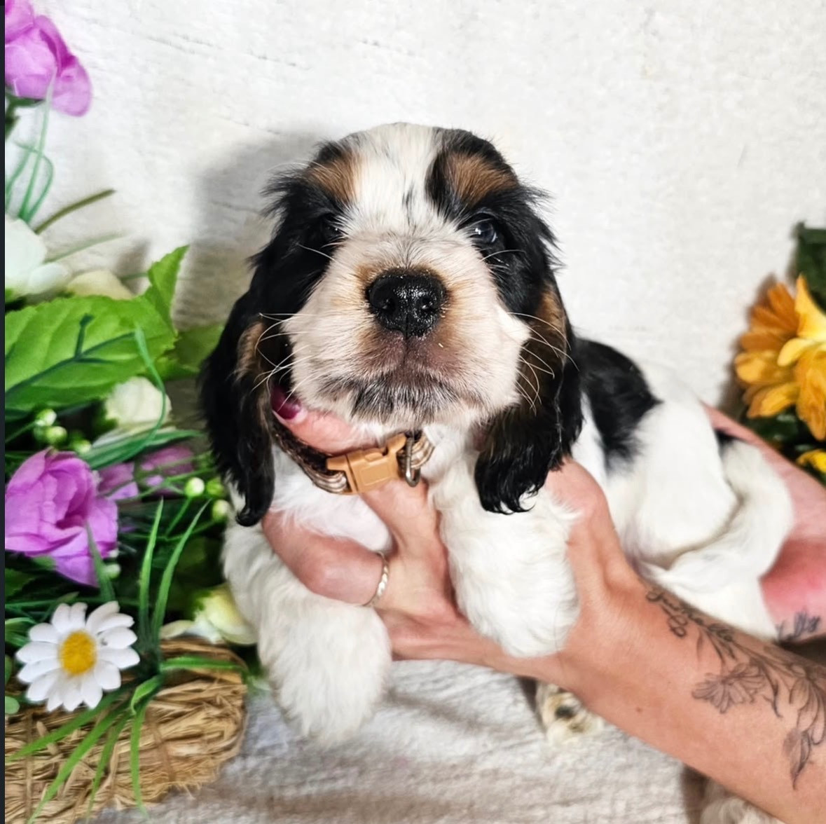 Du Royaume Des Quatre Pattes - Chiots disponibles - Cocker Spaniel Anglais