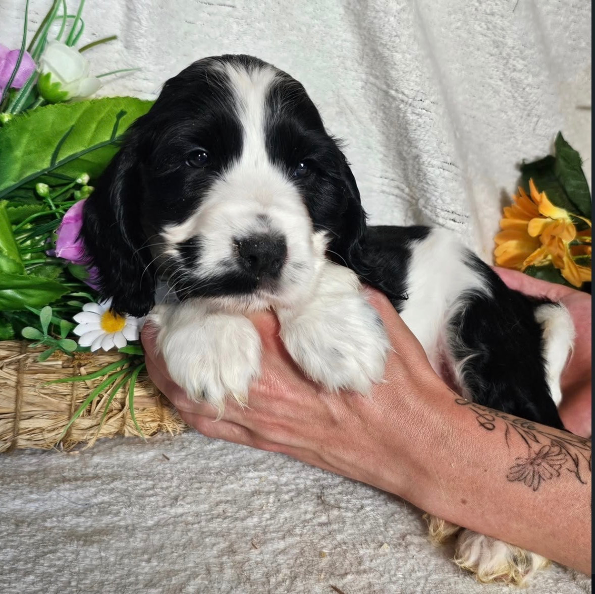 Du Royaume Des Quatre Pattes - Chiots disponibles - Cocker Spaniel Anglais