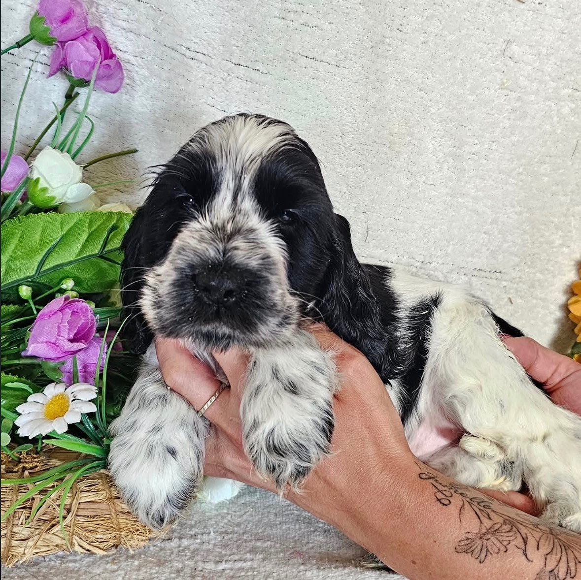 Du Royaume Des Quatre Pattes - Chiots disponibles - Cocker Spaniel Anglais