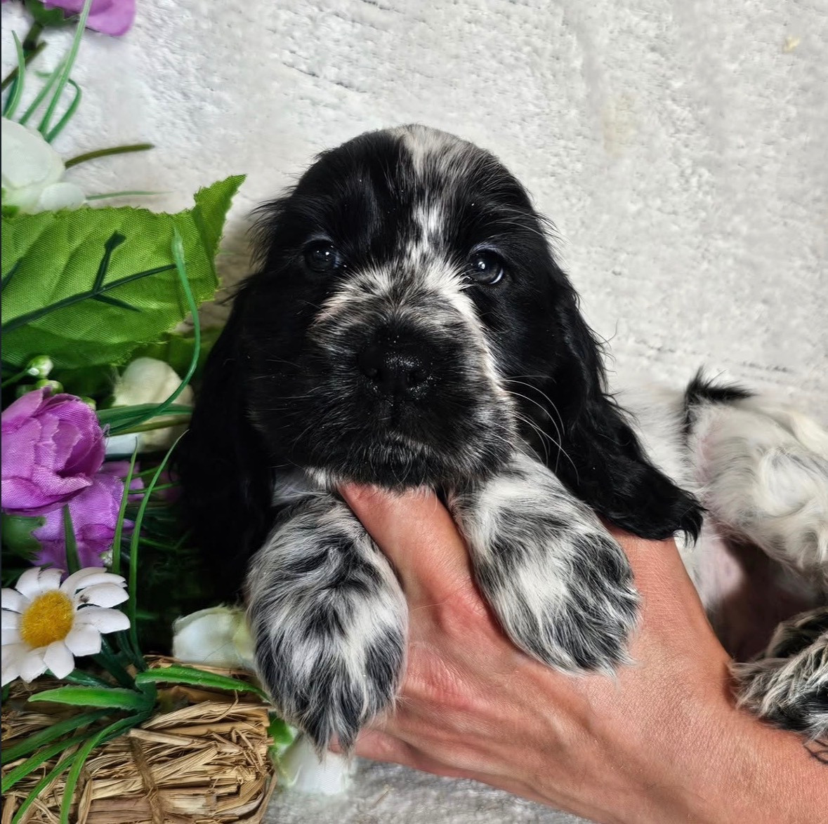 Du Royaume Des Quatre Pattes - Chiots disponibles - Cocker Spaniel Anglais