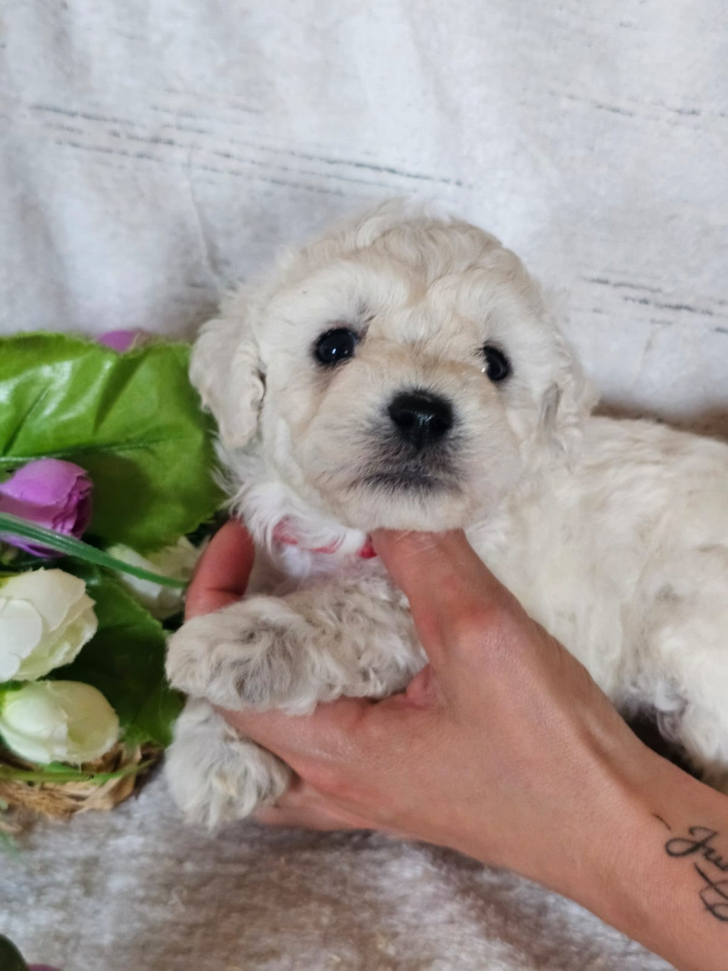 Du Royaume Des Quatre Pattes - Chiots disponibles - Bichon Frise