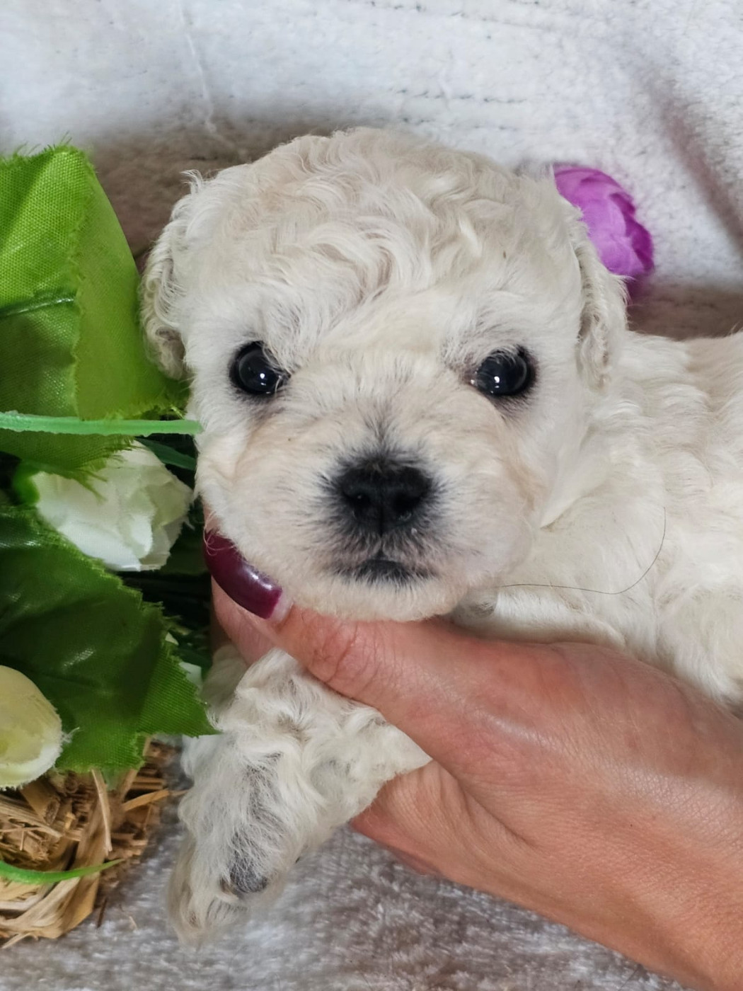 Du Royaume Des Quatre Pattes - Chiots disponibles - Bichon Frise