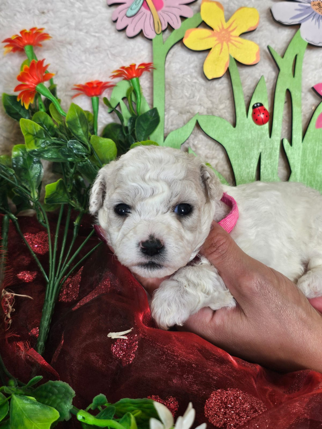 Du Royaume Des Quatre Pattes - Chiots disponibles - Bichon Frise