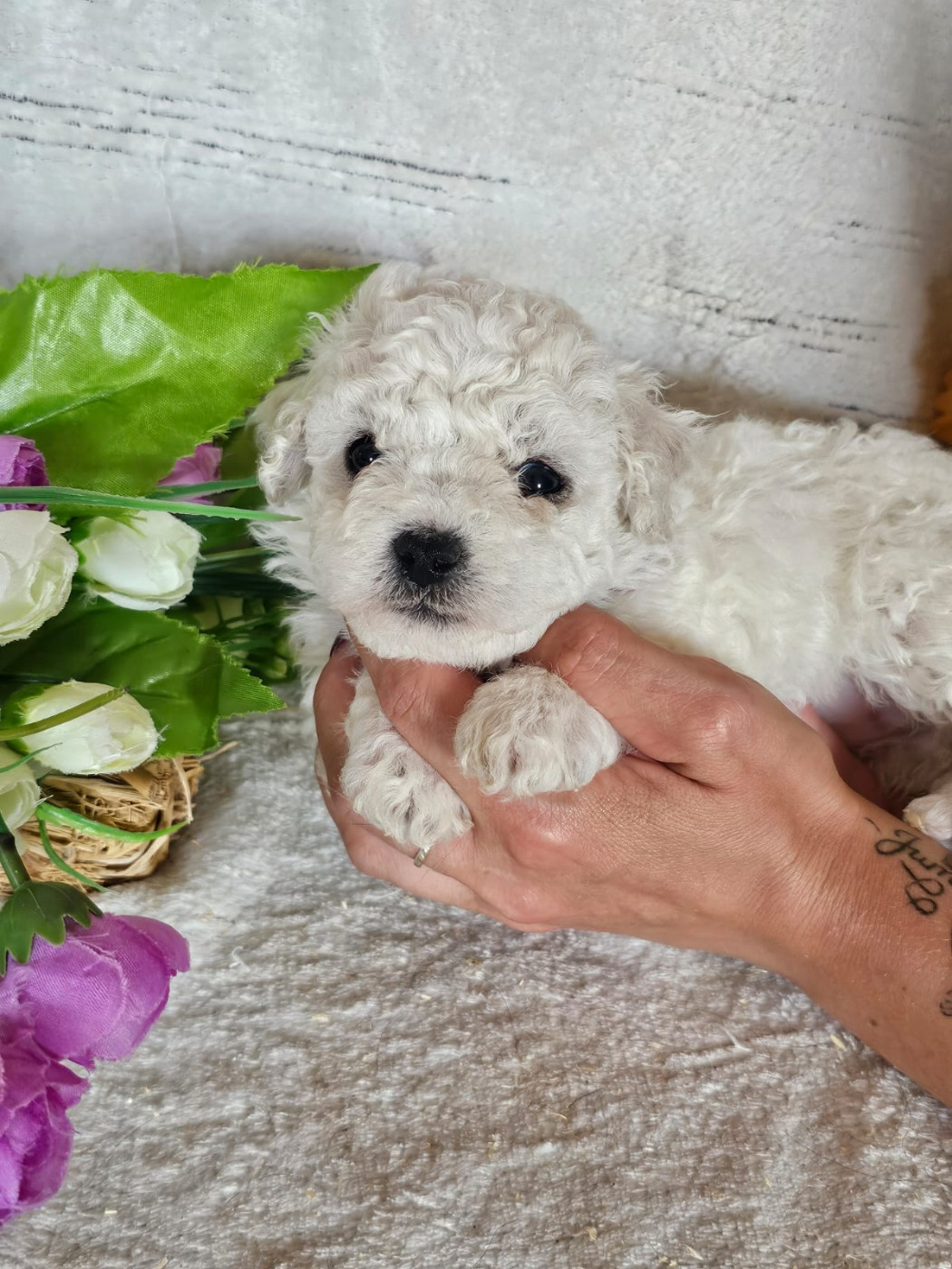 Du Royaume Des Quatre Pattes - Chiots disponibles - Bichon Frise