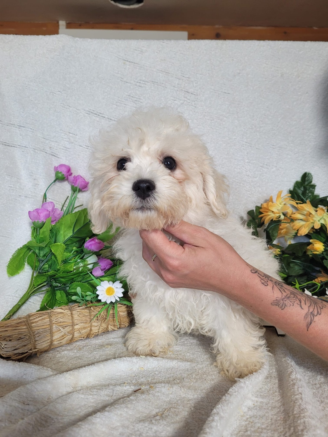 Du Royaume Des Quatre Pattes - Chiots disponibles - Bichon Frise