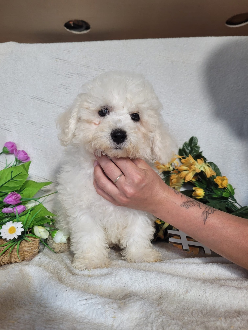 Du Royaume Des Quatre Pattes - Chiots disponibles - Bichon Frise