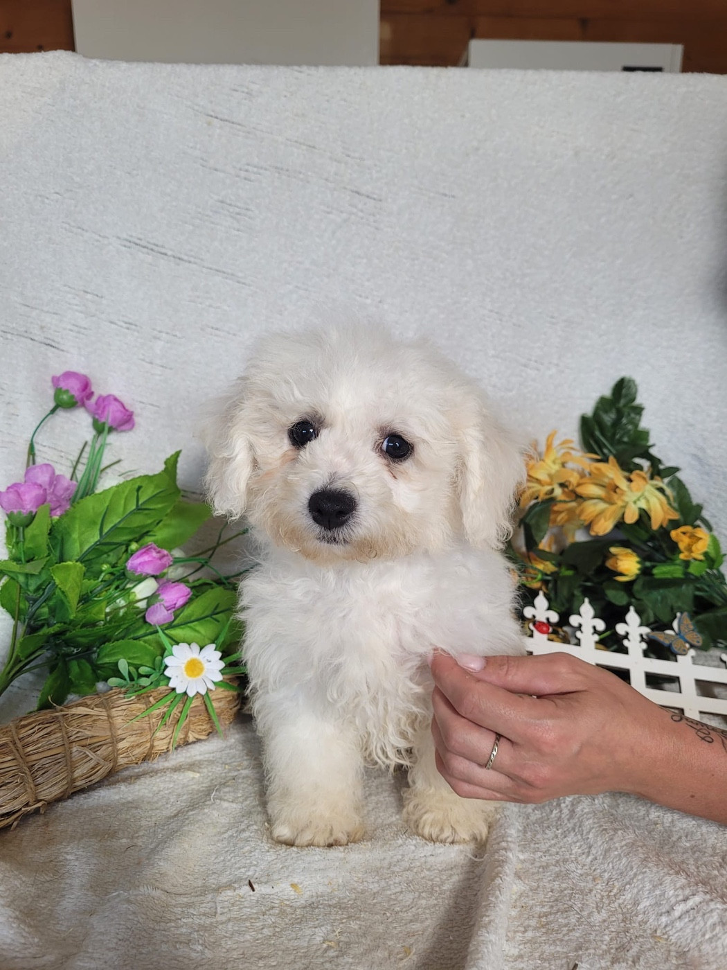 Du Royaume Des Quatre Pattes - Chiots disponibles - Bichon Frise