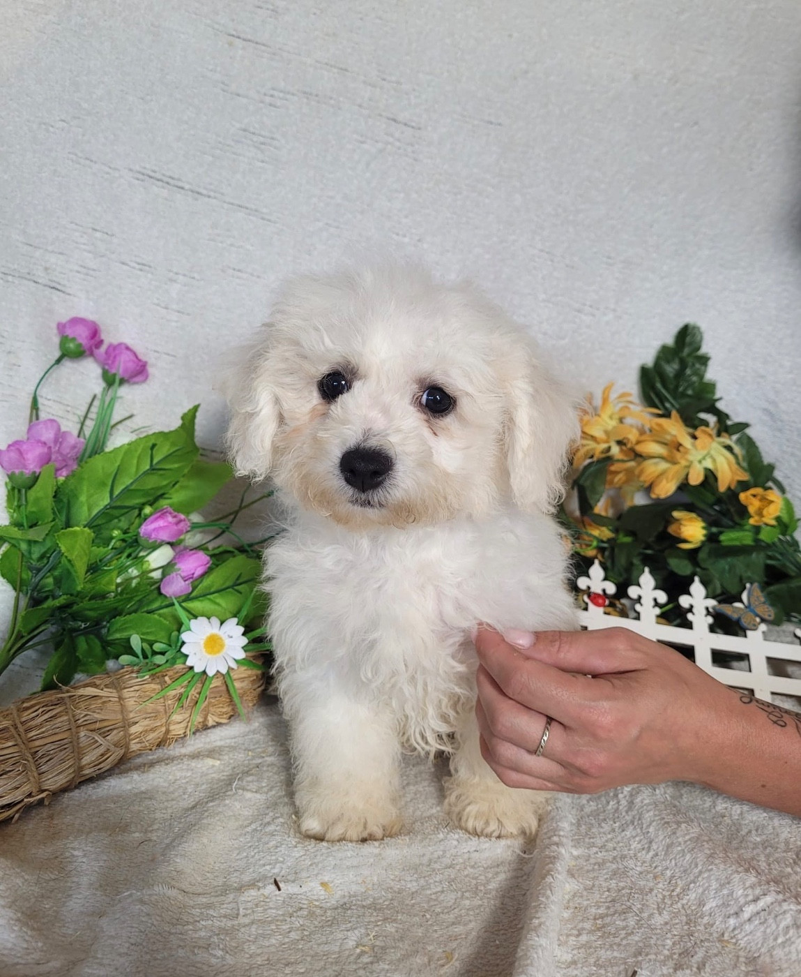 Du Royaume Des Quatre Pattes - Bichon Frise - Portée née le 07/04/2026