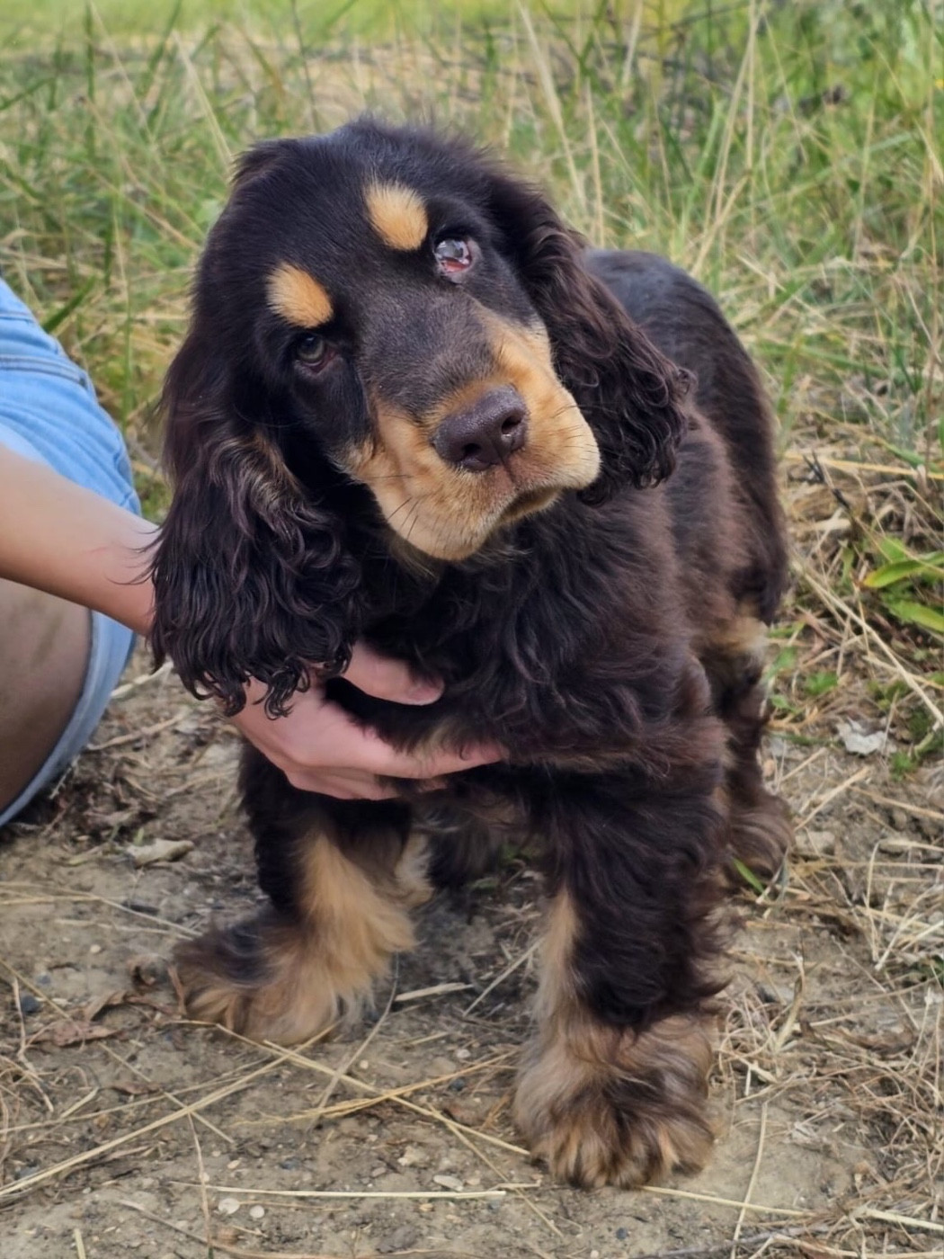 Du Royaume Des Quatre Pattes - Chiots disponibles - Cocker Spaniel Anglais