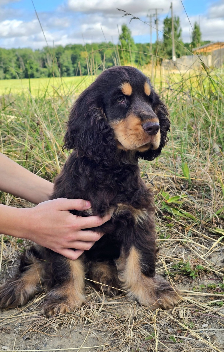 Du Royaume Des Quatre Pattes - Cocker Spaniel Anglais - Portée née le 18/03/2026