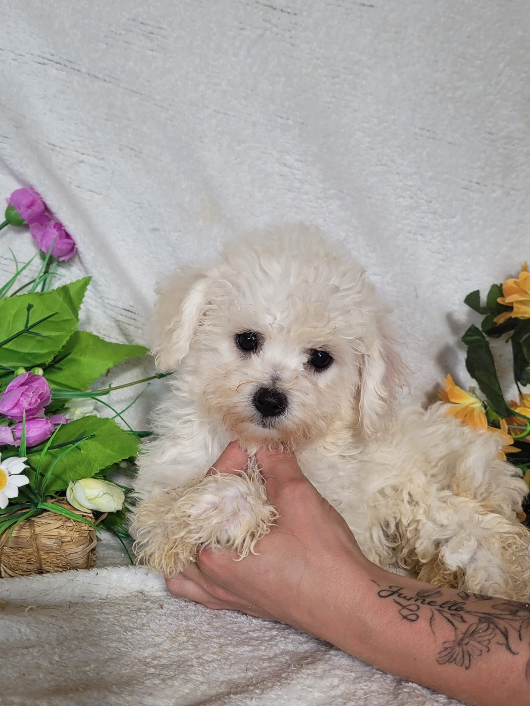 Du Royaume Des Quatre Pattes - Chiots disponibles - Bichon Frise