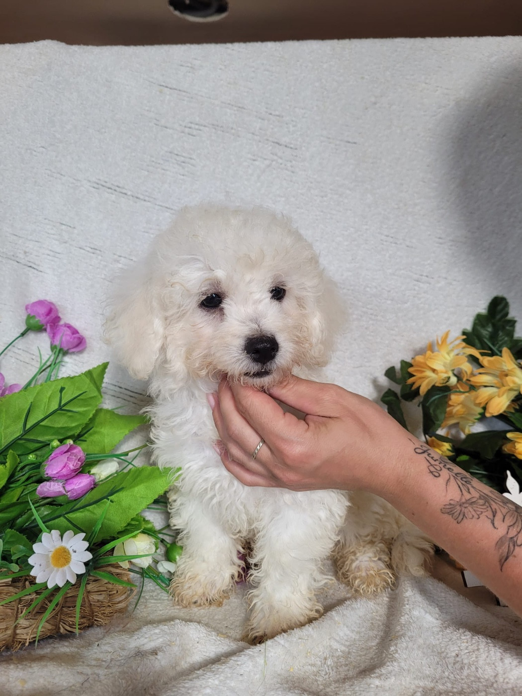Du Royaume Des Quatre Pattes - Chiots disponibles - Bichon Frise