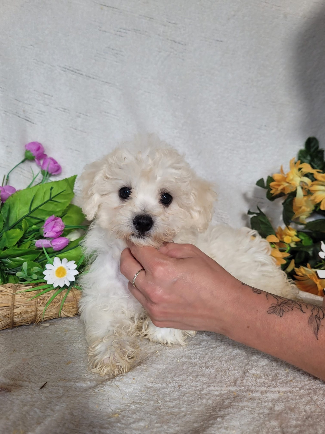 Du Royaume Des Quatre Pattes - Bichon Frise - Portée née le 12/04/2026