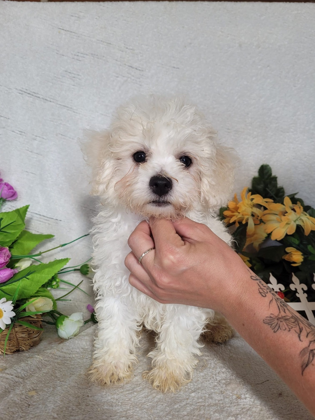 Du Royaume Des Quatre Pattes - Chiots disponibles - Bichon Frise