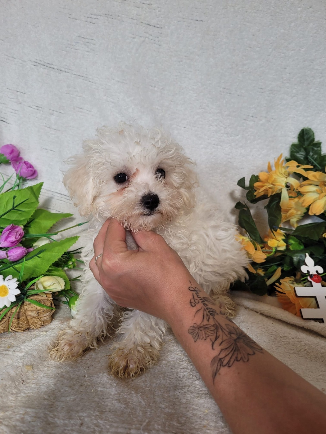 Du Royaume Des Quatre Pattes - Chiots disponibles - Bichon Frise