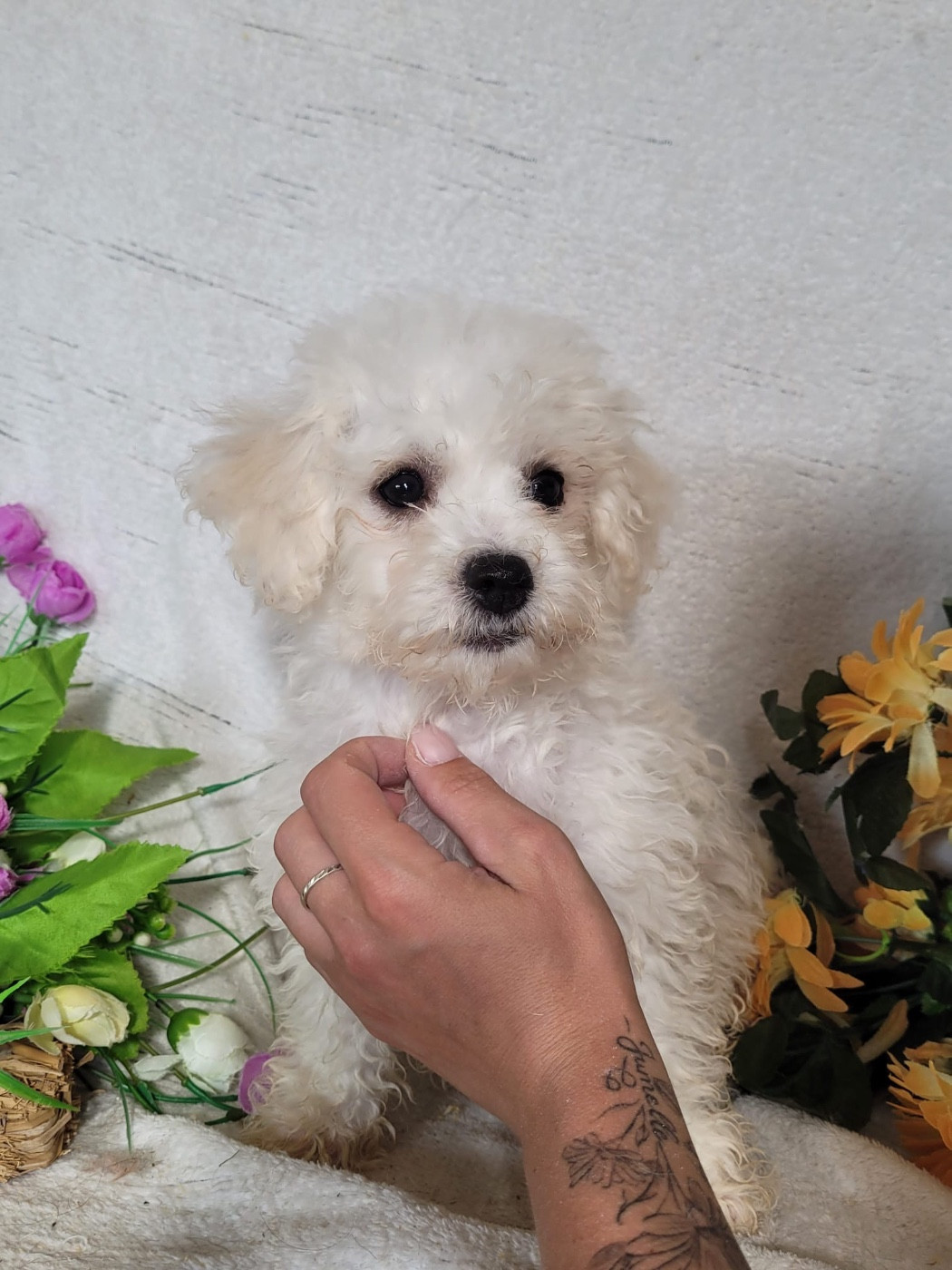 Du Royaume Des Quatre Pattes - Chiots disponibles - Bichon Frise